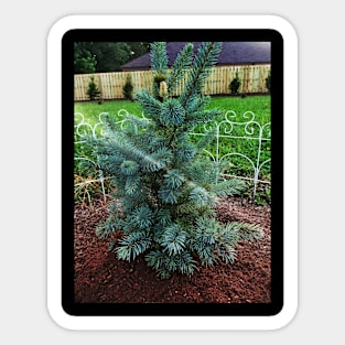 Little Blue Pine Sticker